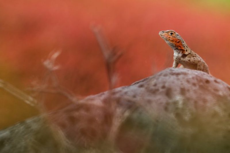 Discovering Ecuador : Cities, Andes & Galapagos 11D/10N