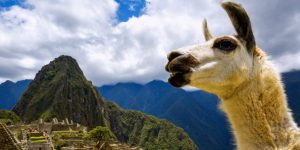 https://aluditravel.com/wp-content/uploads/2020/10/Llama-frente-a-Machu-Picchu-Cusco-Peru-scaled-e1608232211591-300x150.jpg