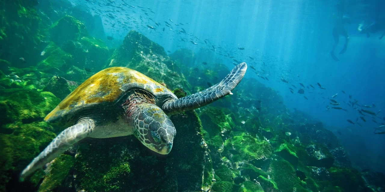 https://aluditravel.com/wp-content/uploads/2023/03/green-sea-turtle-isabelagalapagos-1280x640.webp