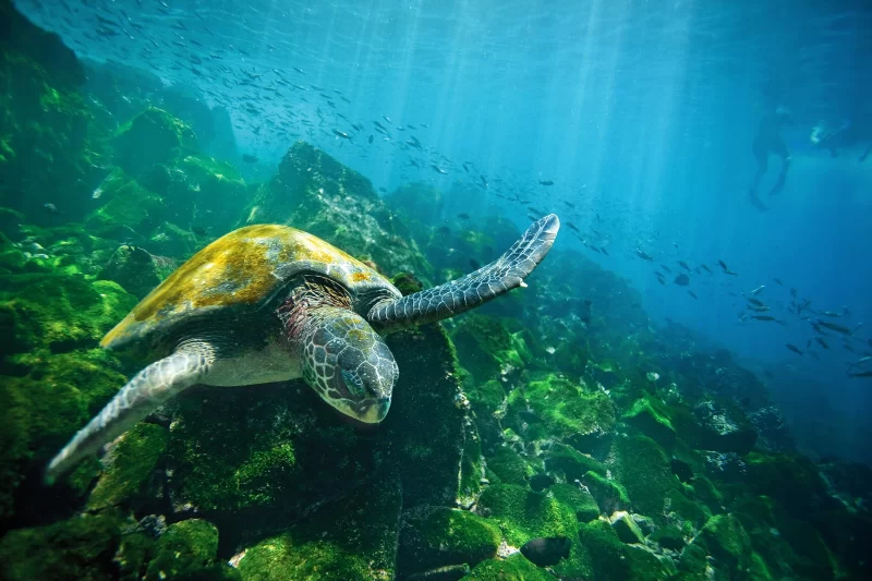 Galapagos Ecuador Tours 7 Days